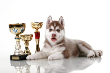 Beyaz arka planda ödül kupaları olan sevimli Sibirya Husky köpeği.