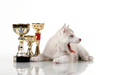 Beyaz arka planda ödül kupaları olan sevimli Sibirya Husky köpeği.