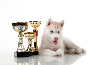 Beyaz arka planda ödül kupaları olan sevimli Sibirya Husky köpeği.