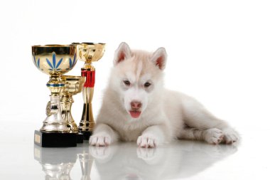 Beyaz arka planda ödül kupaları olan sevimli Sibirya Husky köpeği.