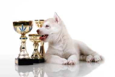 Beyaz arka planda ödül kupaları olan sevimli Sibirya Husky köpeği.