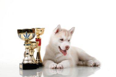 Beyaz arka planda ödül kupaları olan sevimli Sibirya Husky köpeği.