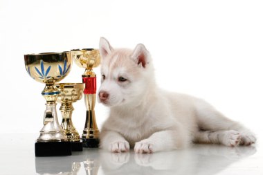 Beyaz arka planda ödül kupaları olan sevimli Sibirya Husky köpeği.