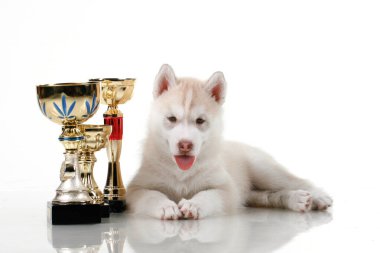 Beyaz arka planda ödül kupaları olan sevimli Sibirya Husky köpeği.
