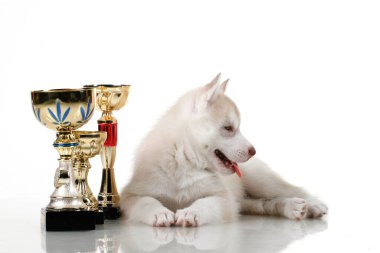 Beyaz arka planda ödül kupaları olan sevimli Sibirya Husky köpeği.