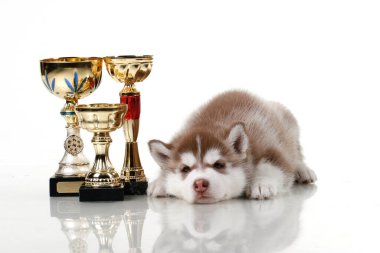 Beyaz arka planda ödül kupaları olan sevimli Sibirya Husky köpeği.