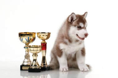Beyaz arka planda ödül kupaları olan sevimli Sibirya Husky köpeği.