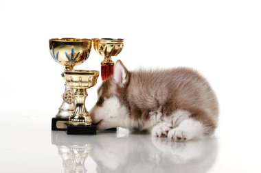 Beyaz arka planda ödül kupaları olan sevimli Sibirya Husky köpeği.