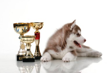 Beyaz arka planda ödül kupaları olan sevimli Sibirya Husky köpeği.