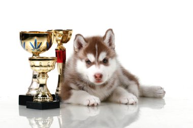 Beyaz arka planda ödül kupaları olan sevimli Sibirya Husky köpeği.