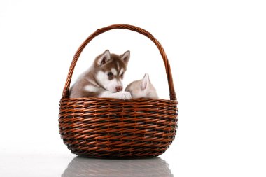 Beyaz arka planda hasır sepette sevimli Sibirya Husky yavruları