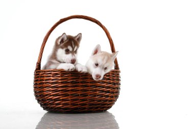 Beyaz arka planda hasır sepette sevimli Sibirya Husky yavruları