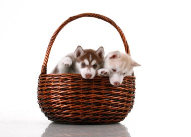 Beyaz arka planda hasır sepette sevimli Sibirya Husky yavruları