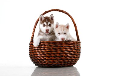 Beyaz arka planda hasır sepette sevimli Sibirya Husky yavruları