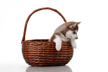 Beyaz arka planda hasır sepette sevimli Sibirya Husky köpeği.