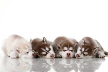 Beyaz arka planda sevimli Sibirya Husky yavruları