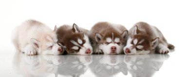 Beyaz arka planda sevimli Sibirya Husky yavruları