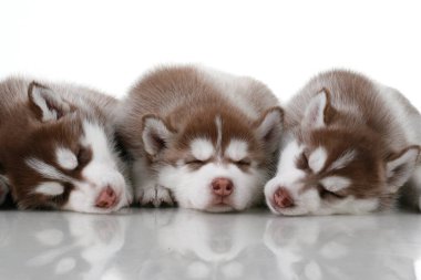 Beyaz arka planda sevimli Sibirya Husky yavruları