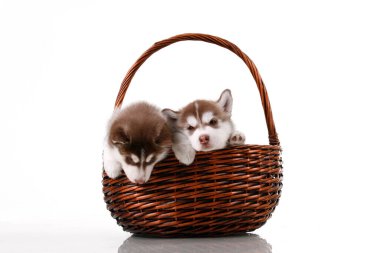 Sevimli Sibirya Husky yavruları beyaz arka planda hasır bir bacada
