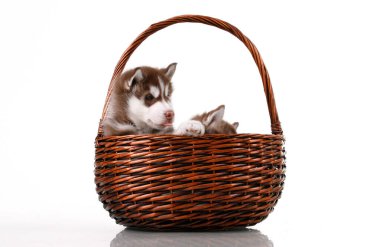 Sevimli Sibirya Husky yavruları beyaz arka planda hasır bir bacada