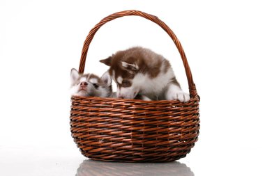 Sevimli Sibirya Husky yavruları beyaz arka planda hasır bir bacada
