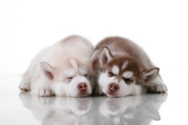 Beyaz arka planda sevimli Sibirya Husky yavruları