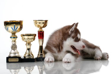 Beyaz arka planda ödül kupaları olan sevimli Sibirya Husky köpeği.