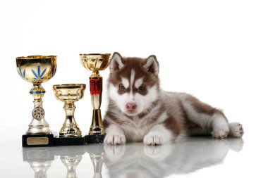 Beyaz arka planda ödül kupaları olan sevimli Sibirya Husky köpeği.