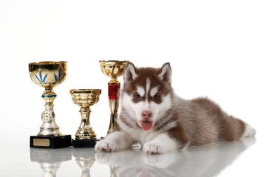Beyaz arka planda ödül kupaları olan sevimli Sibirya Husky köpeği.