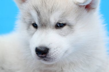 Mavi arka planda sevimli Sibirya Husky köpeği