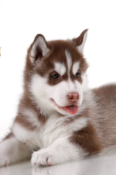 Adorable Siberian Husky Puppy White Background — Stock Photo, Image