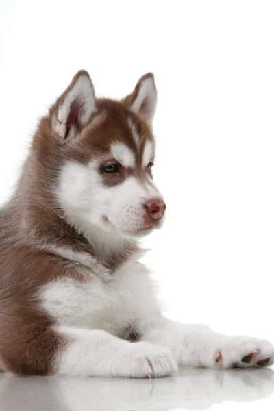 Adorável Siberian Husky Filhote Cachorro Fundo Branco — Fotografia de Stock