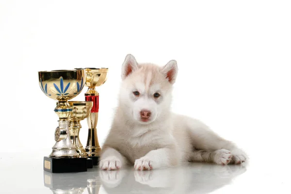 Entzückender Siberian Husky Welpe Mit Siegerpokalen Auf Weißem Hintergrund — Stockfoto