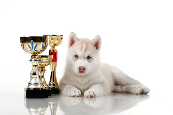 Adorable Cachorro Husky Siberiano Con Copas Premio Sobre Fondo Blanco — Foto de Stock