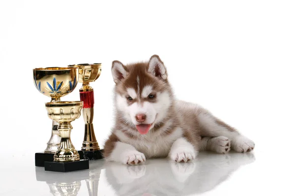 Entzückender Siberian Husky Welpe Mit Siegerpokalen Auf Weißem Hintergrund — Stockfoto