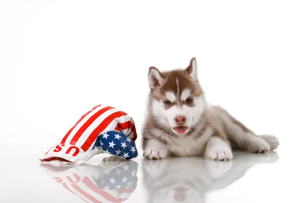 Adorabile Cucciolo Siberiano Husky Con Bandiera Usa Sfondo Bianco — Foto Stock