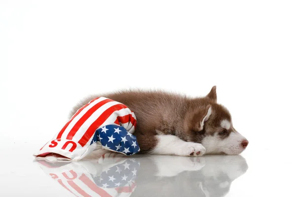 Anjing Siberian Husky Yang Manis Dengan Bendera Usa Latar Belakang — Stok Foto