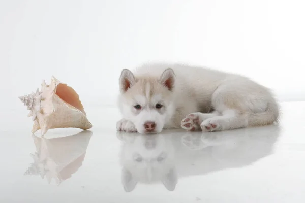 Uroczy Syberyjski Szczeniak Husky Muszlą Morską Białym Tle — Zdjęcie stockowe