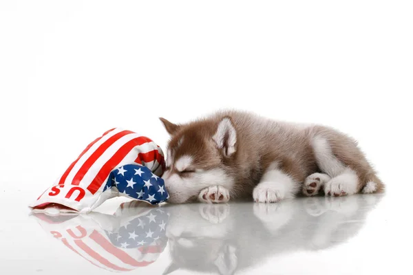 Adorable Cachorro Husky Siberiano Con Bandera Sobre Fondo Blanco — Foto de Stock