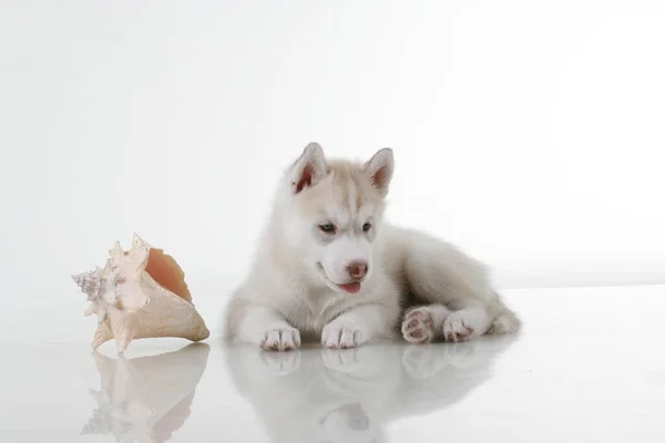 Adorable Cachorro Husky Siberiano Con Concha Mar Sobre Fondo Blanco — Foto de Stock