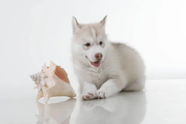 Adorable Cachorro Husky Siberiano Con Concha Mar Sobre Fondo Blanco — Foto de Stock