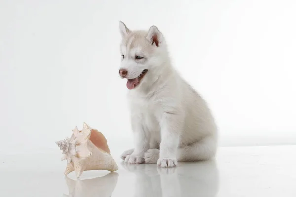Adorable Cachorro Husky Siberiano Con Concha Mar Sobre Fondo Blanco — Foto de Stock