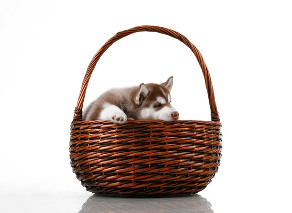 Adorable Cachorro Husky Siberiano Canasta Mimbre Sobre Fondo Blanco — Foto de Stock