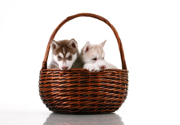Adorable Siberian Husky Puppies Wicker Basket White Background — Stock Photo, Image