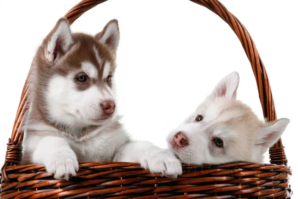 Adorable Siberian Husky Puppies Wicker Basket White Background — Stock Photo, Image