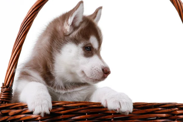 Adorável Siberian Husky Filhote Cachorro Cesta Vime Fundo Branco — Fotografia de Stock