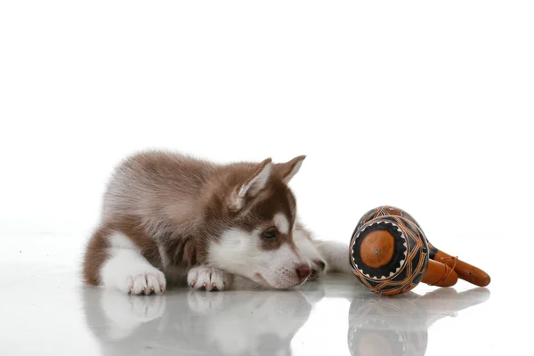 Adorable Siberian Husky Puppy White Background — Stock Photo, Image