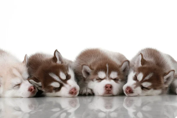 Entzückende Siberian Husky Welpen Auf Weißem Hintergrund — Stockfoto