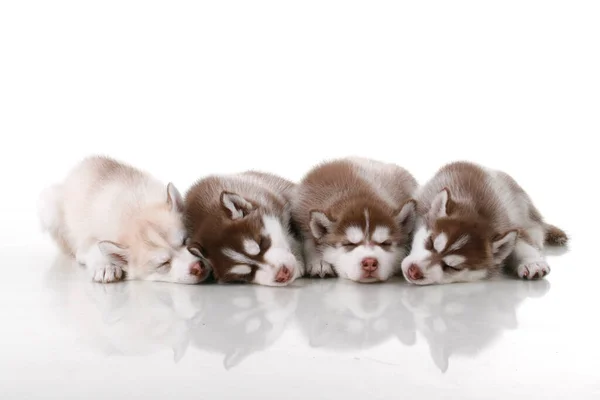 Entzückende Siberian Husky Welpen Auf Weißem Hintergrund — Stockfoto