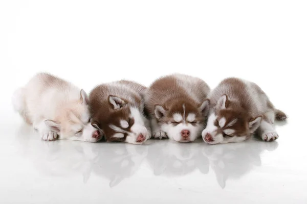 Adoráveis Cachorros Husky Siberianos Com Decorações Natal Fundo Branco — Fotografia de Stock